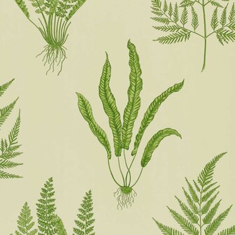 Sanderson Woodland Ferns Green DAPGWO102