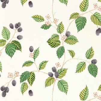 Sanderson Arboretum Wallpapers Rubus Blackberry 217227